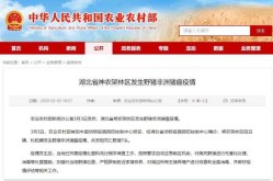 神农架发生野猪非洲猪瘟疫情（为什么非洲猪瘟）