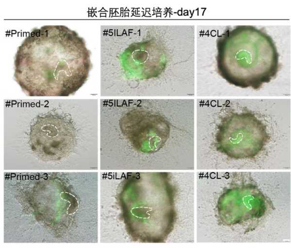 全球首个人猴嵌合体胚胎诞生（嵌合体猴技术首次成功构建）